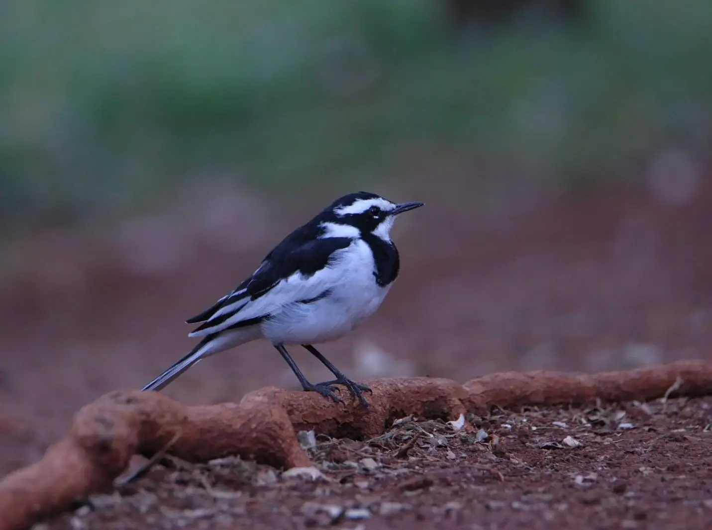 African pied wagtail