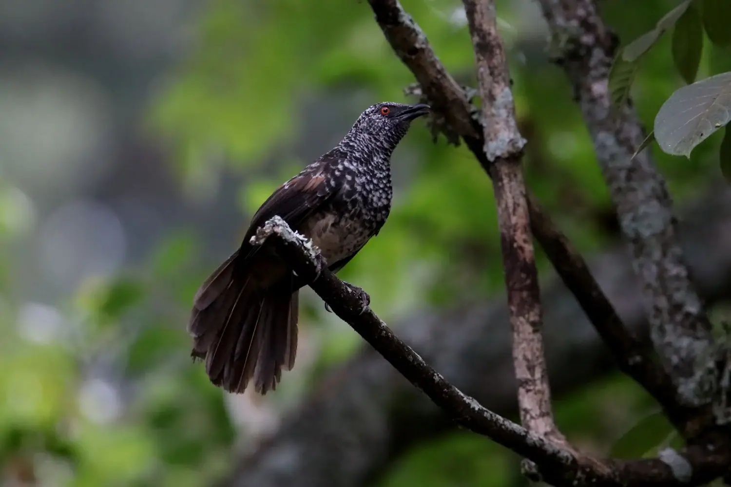 Hinde’s pied babbler