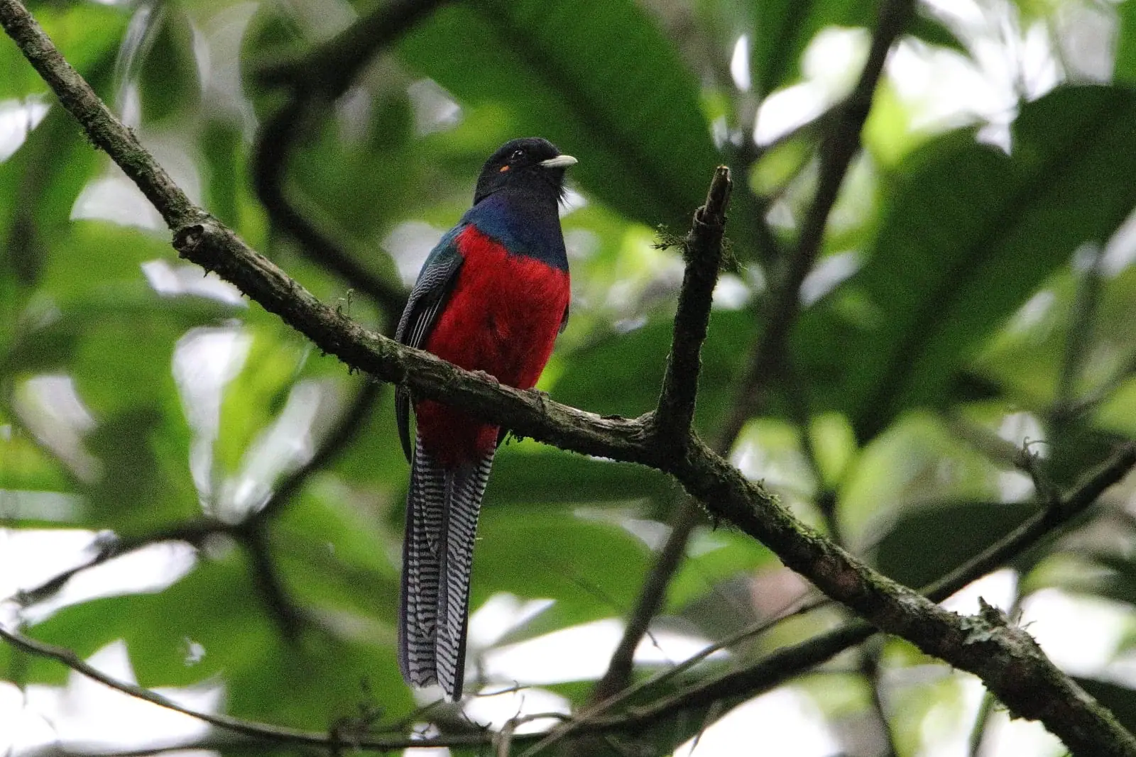 Bar-tailed trogon