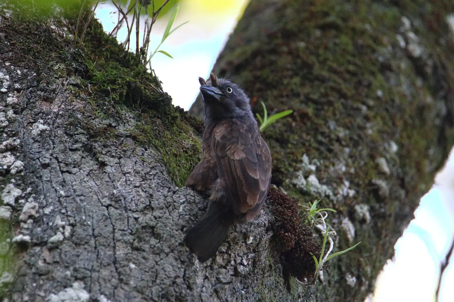 Grey-throated barbet