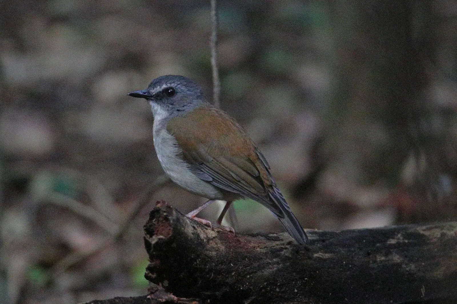 Brown-chested alethe in the undergrowth