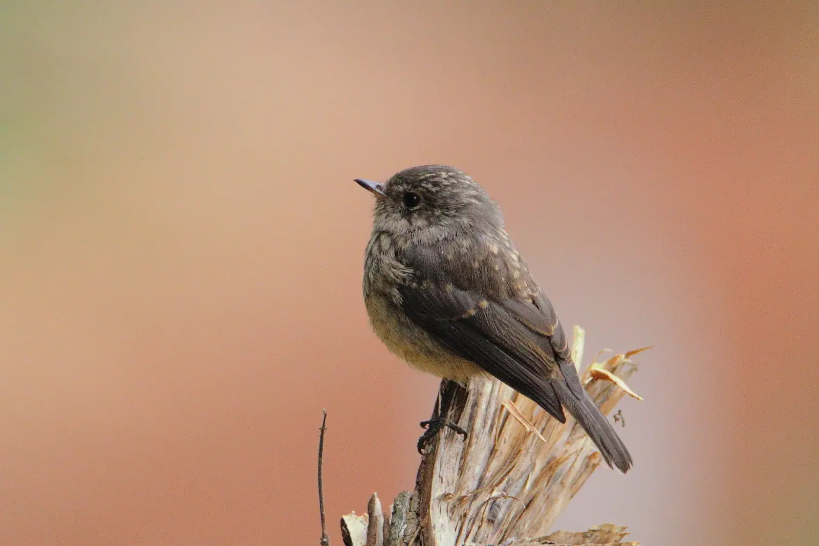 African dusky flycatcher