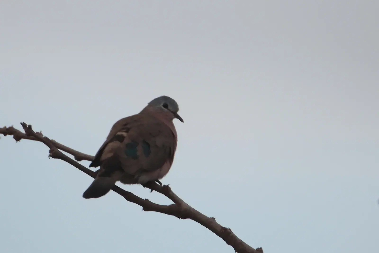 Emerald-spotted wood-dove