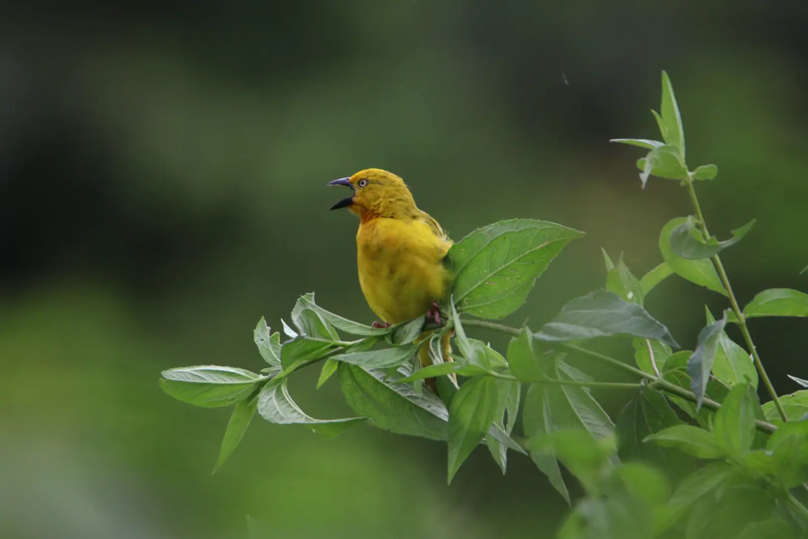 from the aviwild collection photographed by AviWild Safaris