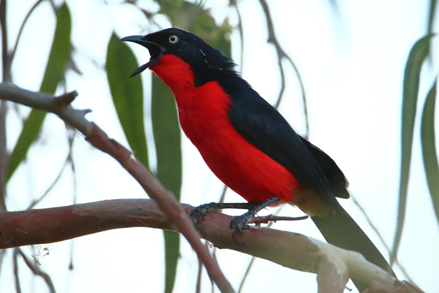 Black-headed gonolek