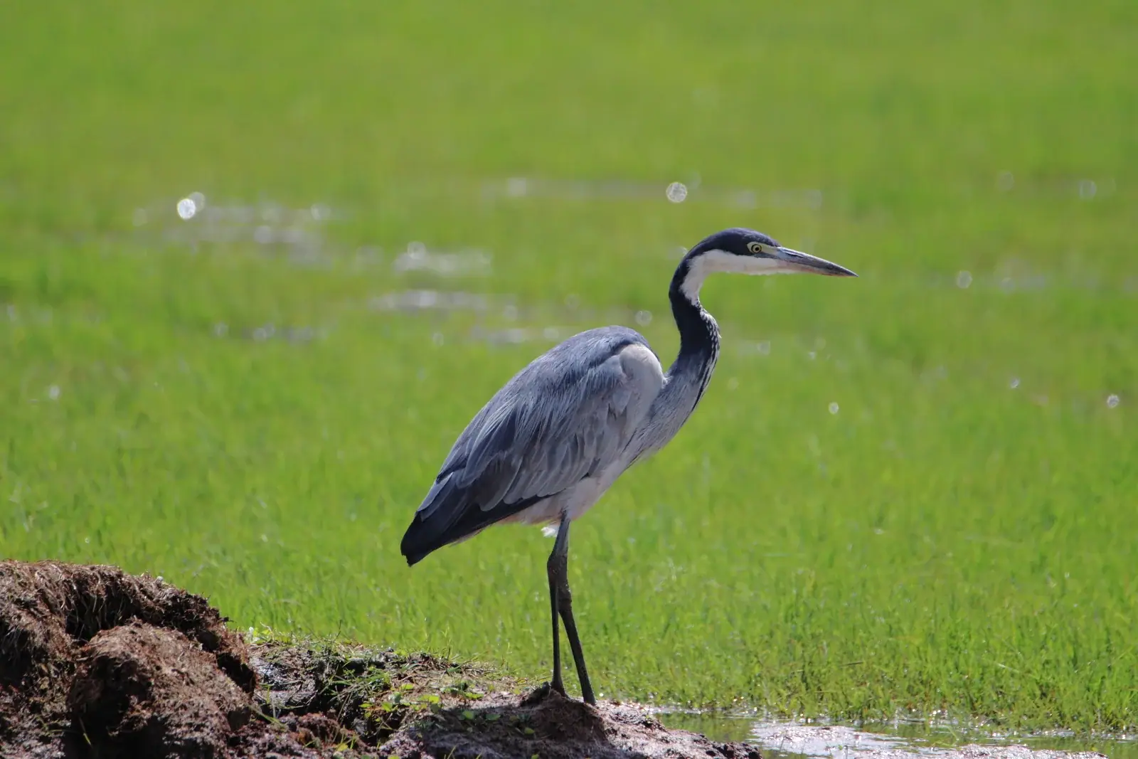 Black-headed heron in the grass