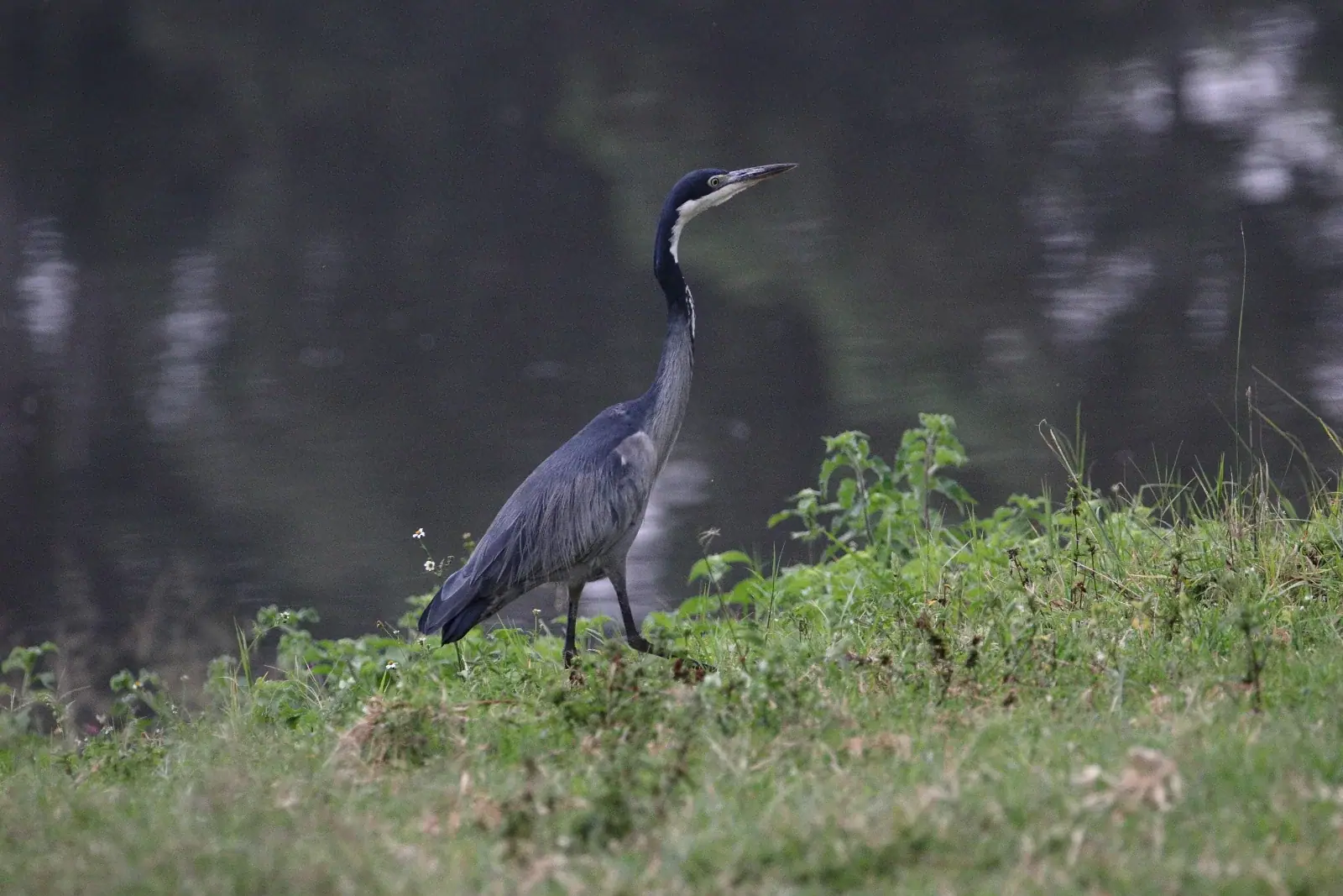 Black-headed heron by the water
