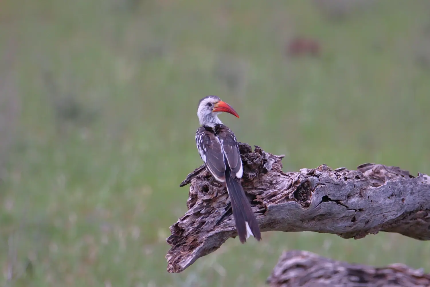 Red-billed hornbill