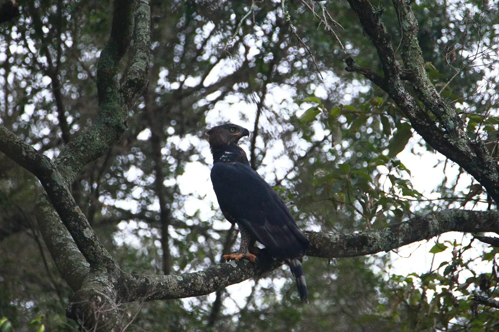 Crowned eagle beneath the Karura canopy