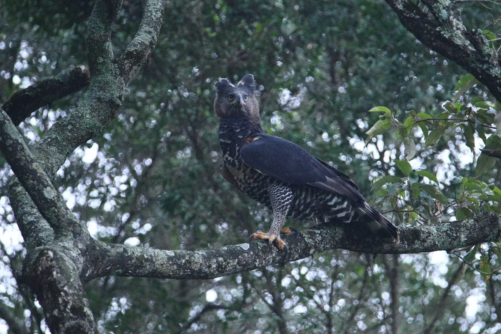 Crowned eagle in Karura Forest