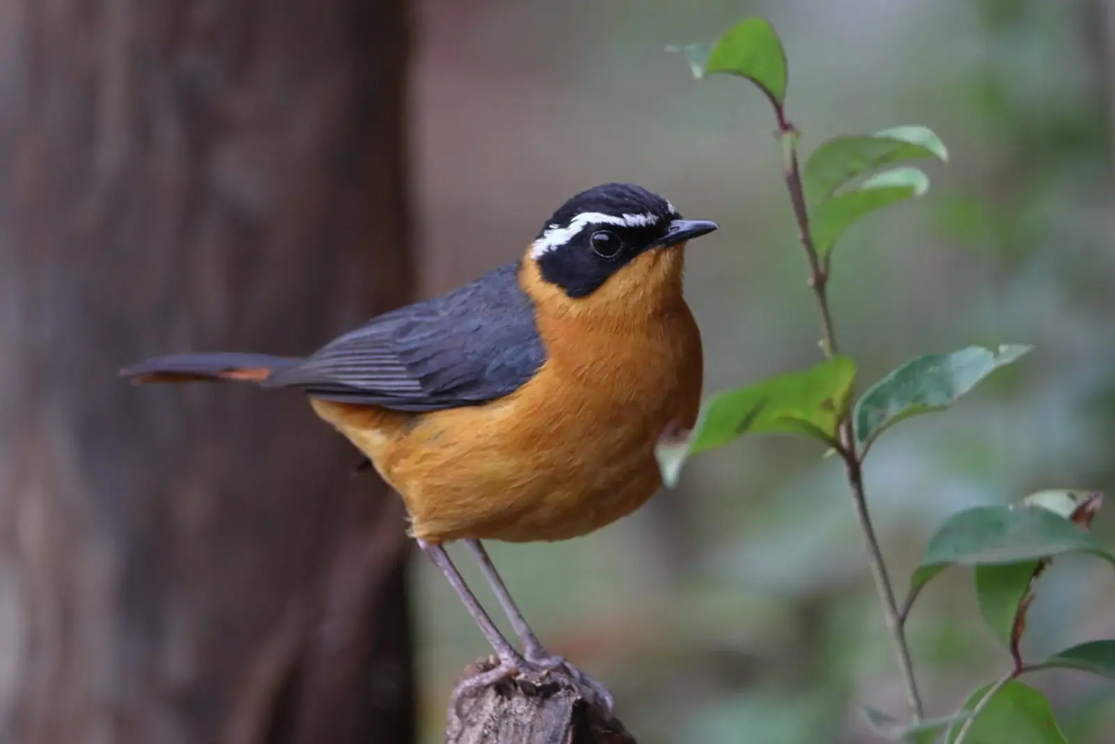 Birdlife from the AviWild collection — Karura Forest Birding