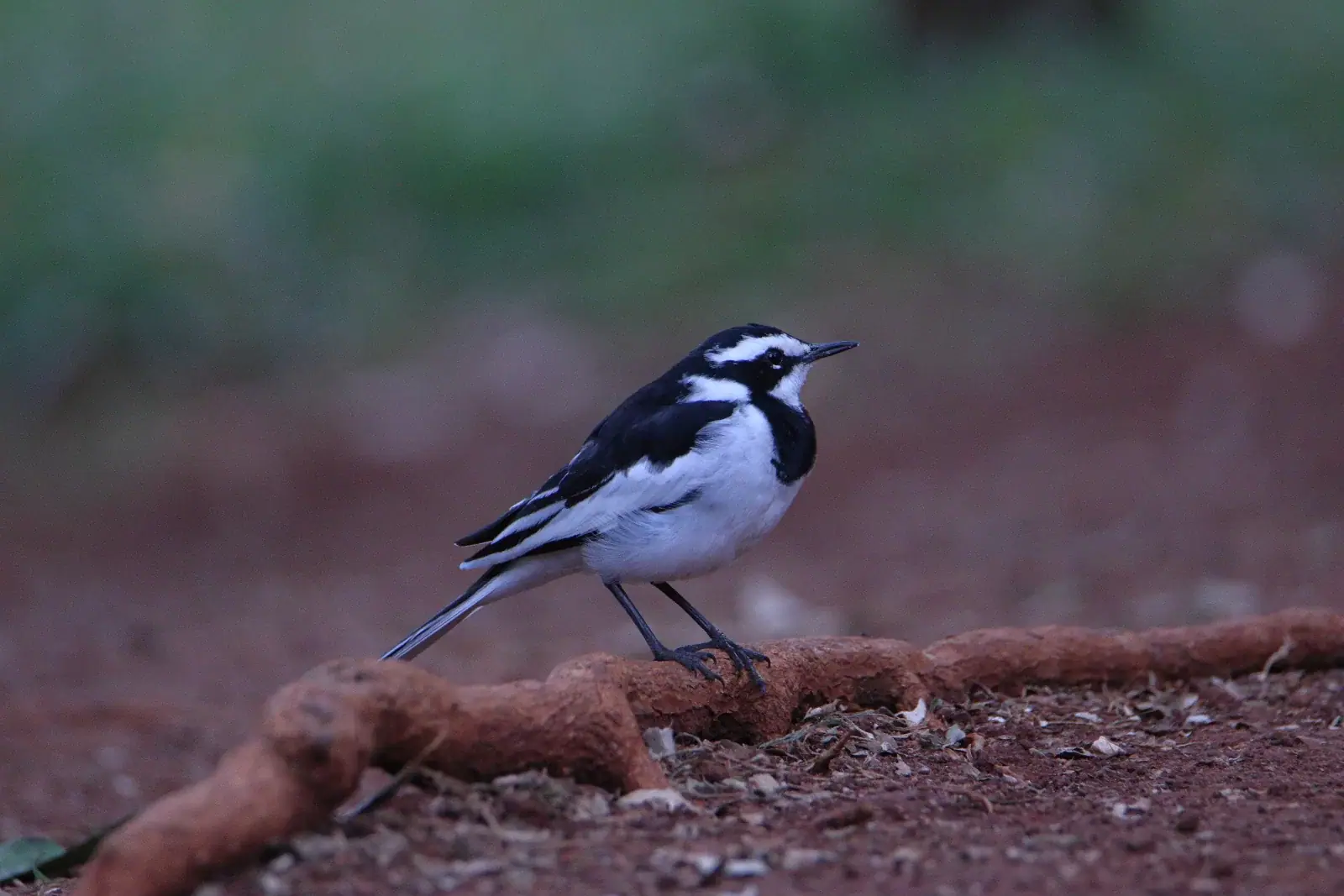 African pied wagtail in Karura