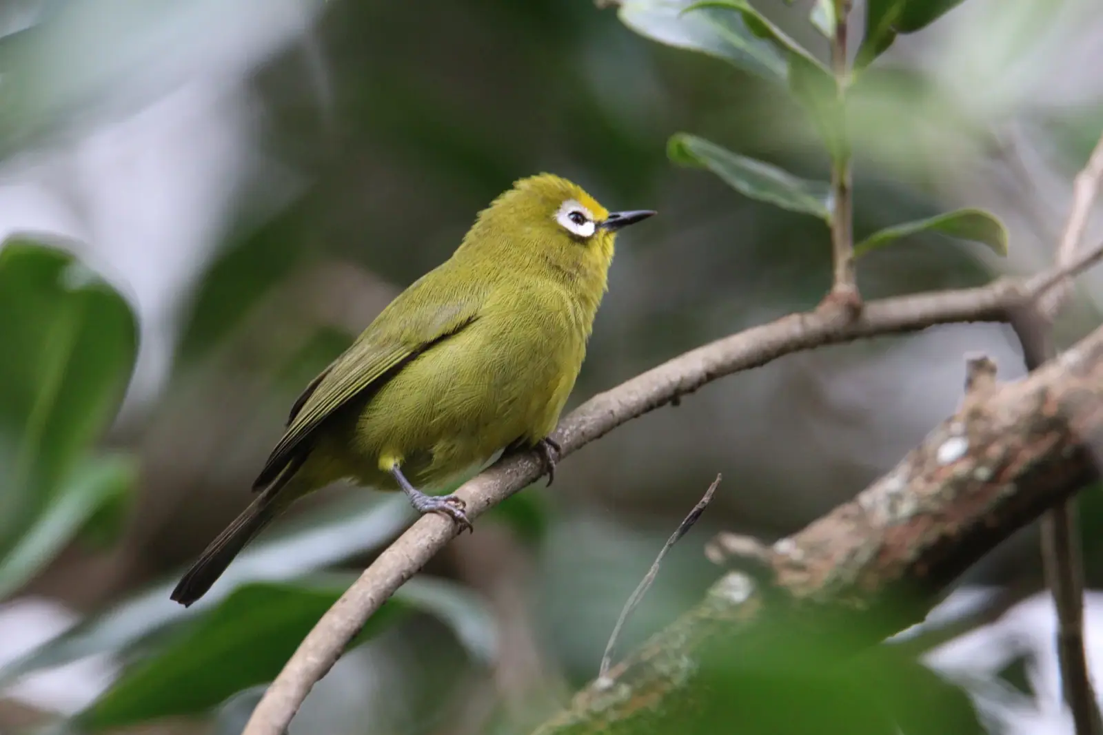 Kikuyu white-eye