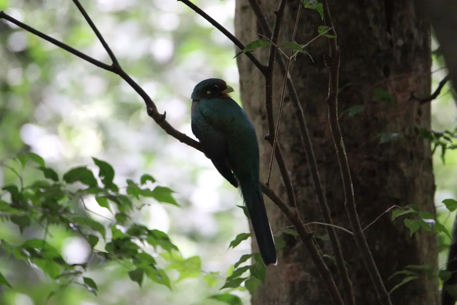 Narina trogon beside a forest tree