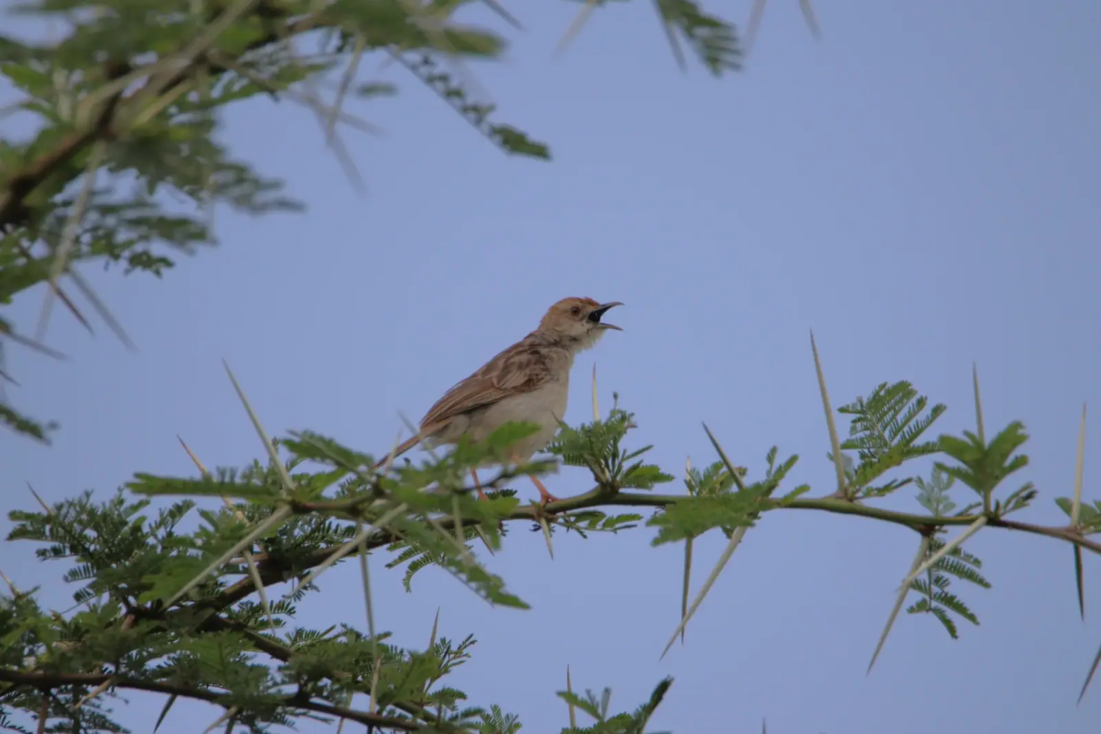 Rattling cisticola against an open sky