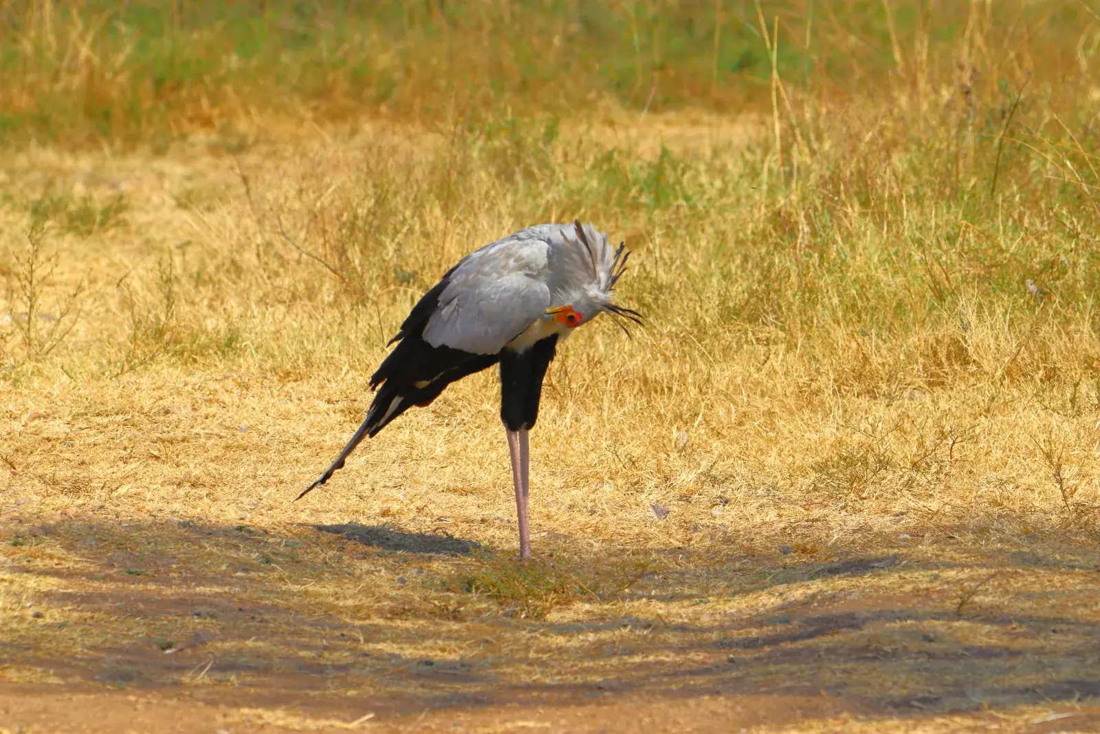 Secretarybird in the grassland