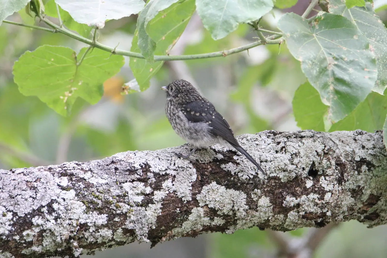 Young white-eyed slaty flycatcher