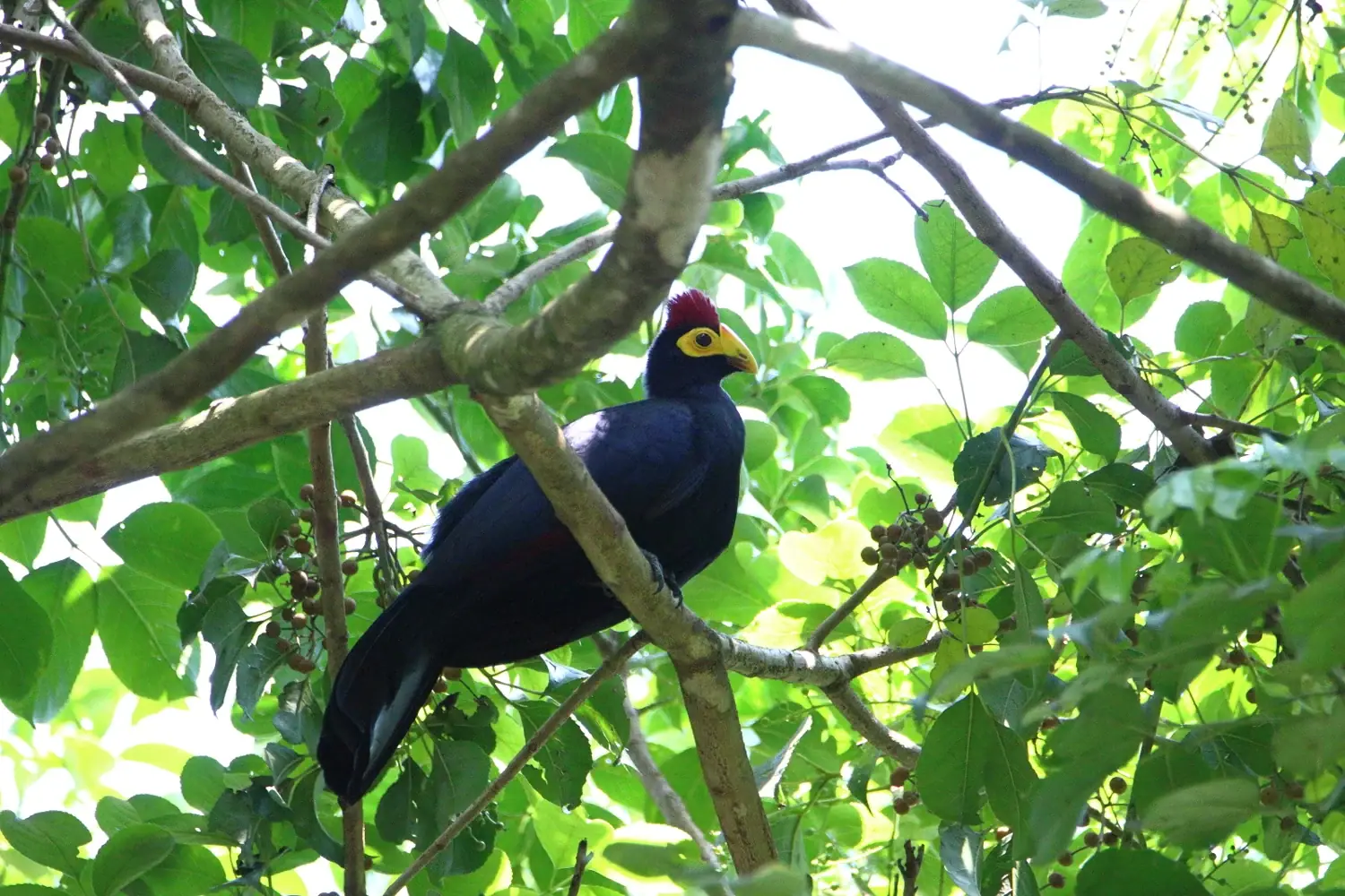 Ross’s turaco