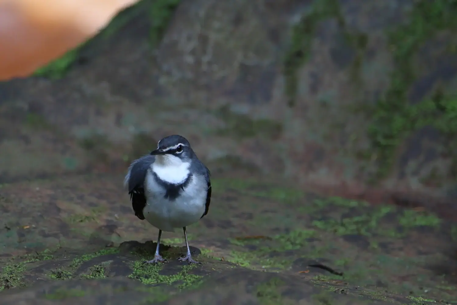 Mountain wagtail