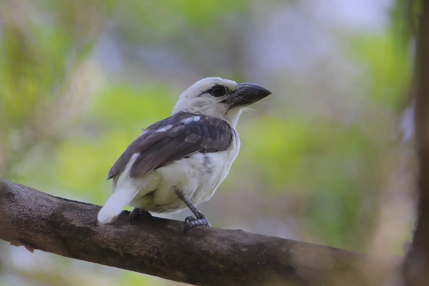White-headed barbet