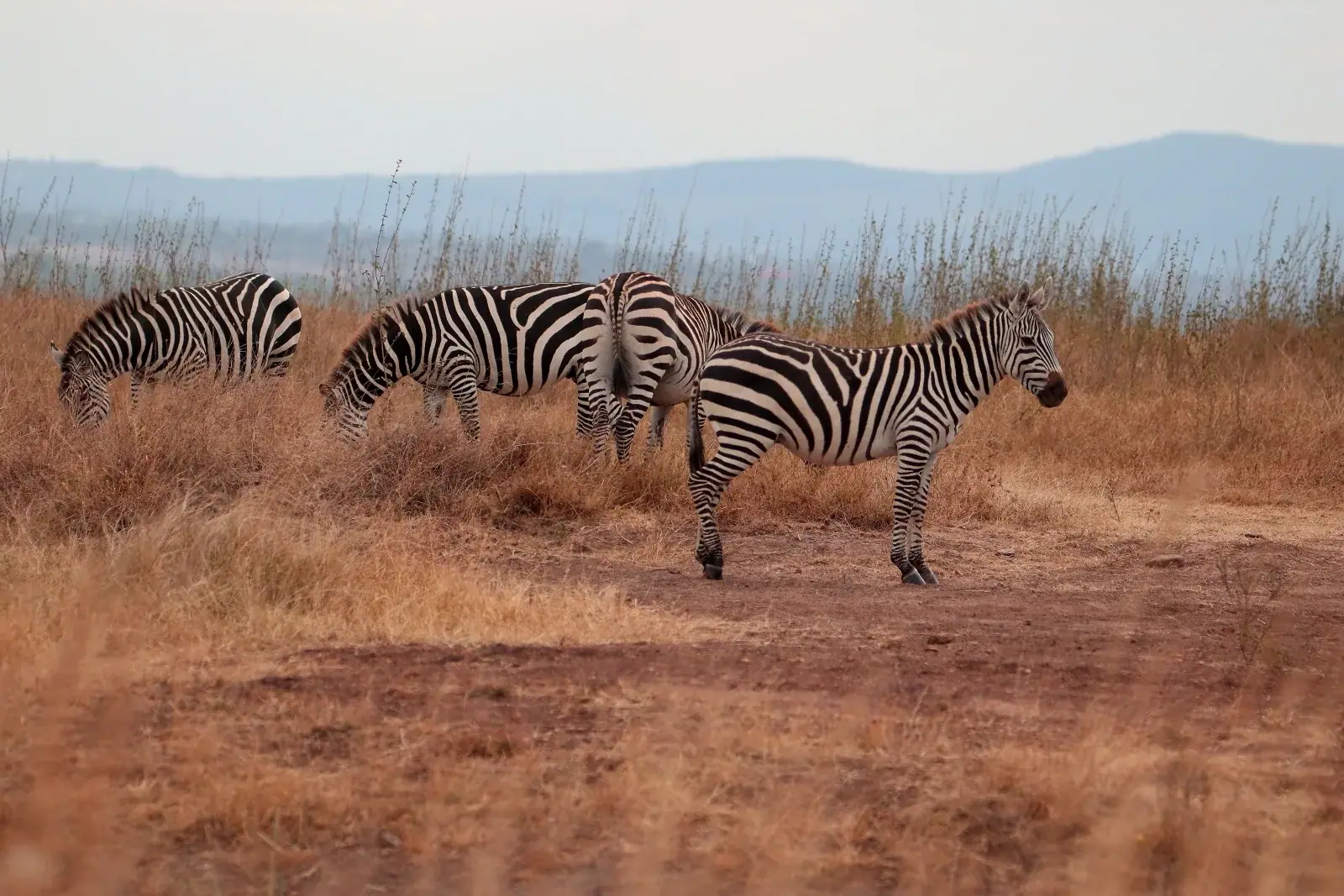 Zebras on the open plains